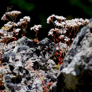 Orpins blancs sur les rochers - France  - collection de photos clin d'oeil, catégorie plantes